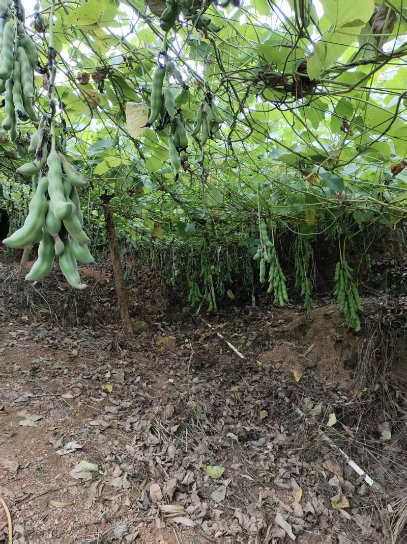 狗爪豆、猫爪豆大量现货供应，产地直供，质量保证，价格美丽