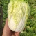 河北廊坊娃娃菜，原产地，物美价廉，品质高，欢迎，实地考察