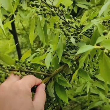 木姜子山苍子生货