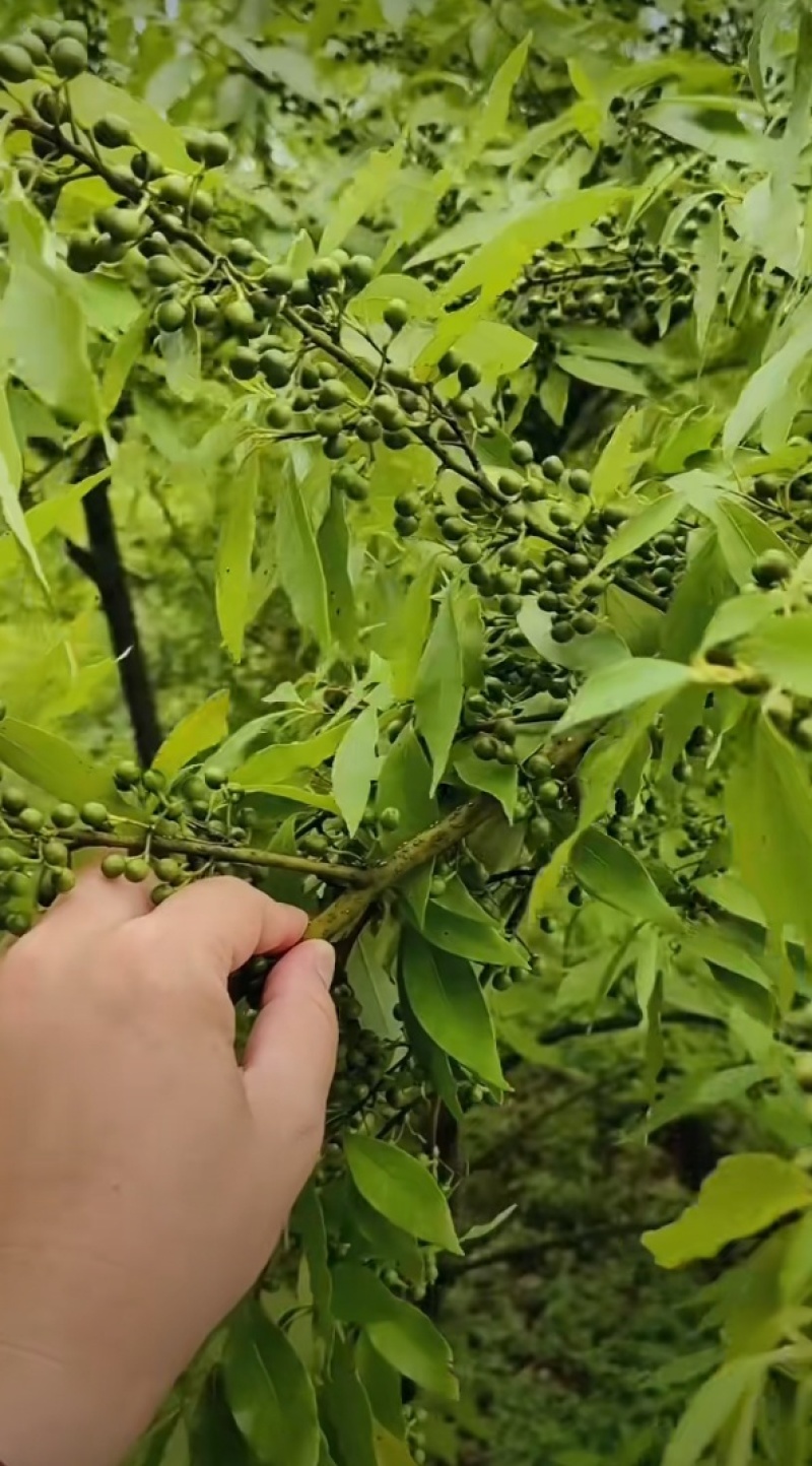 木姜子山苍子生货