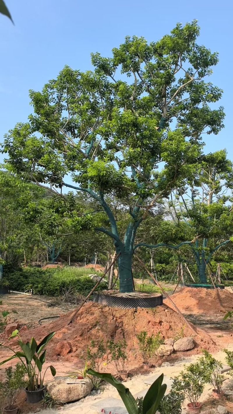 红果冬青