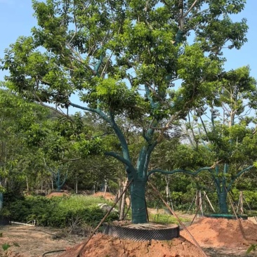 红果冬青