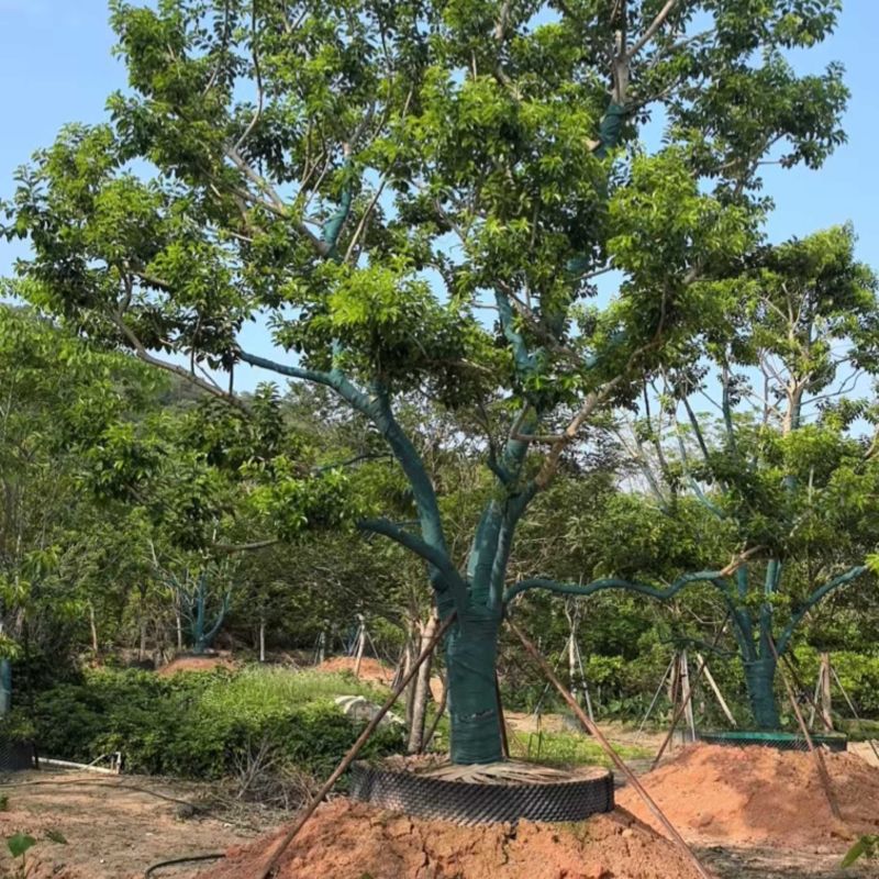 红果冬青