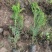 侧柏苗