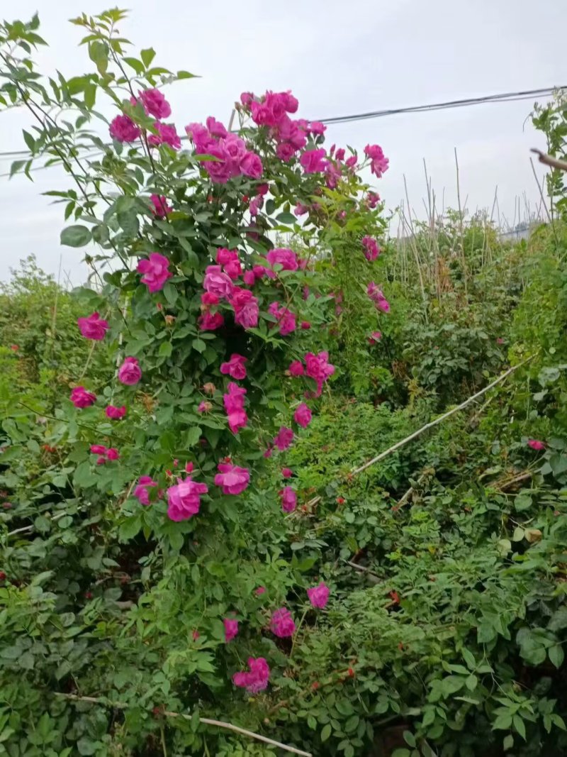 藤本月季，花色齐全！基地直发！全国发货