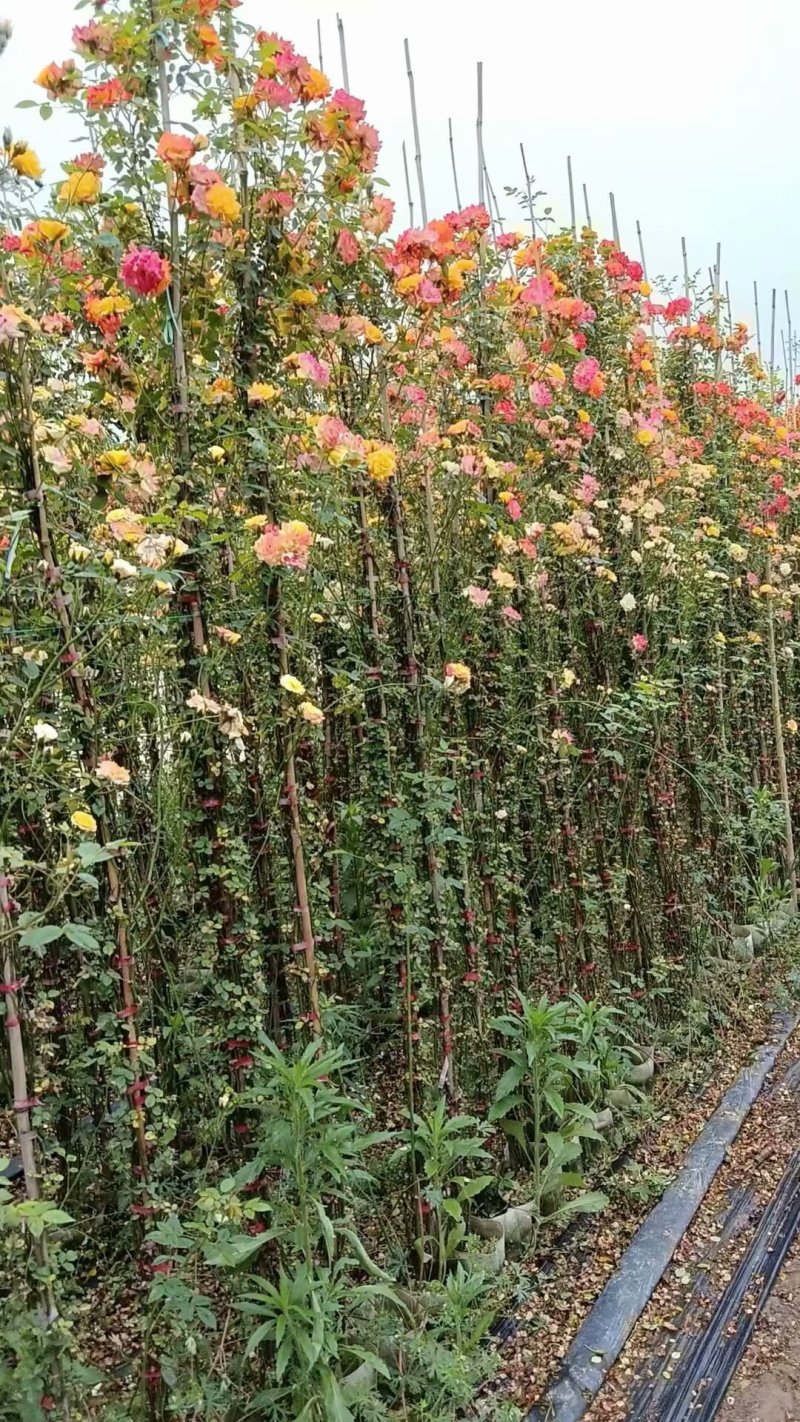 藤本月季，花色齐全！基地直发！全国发货