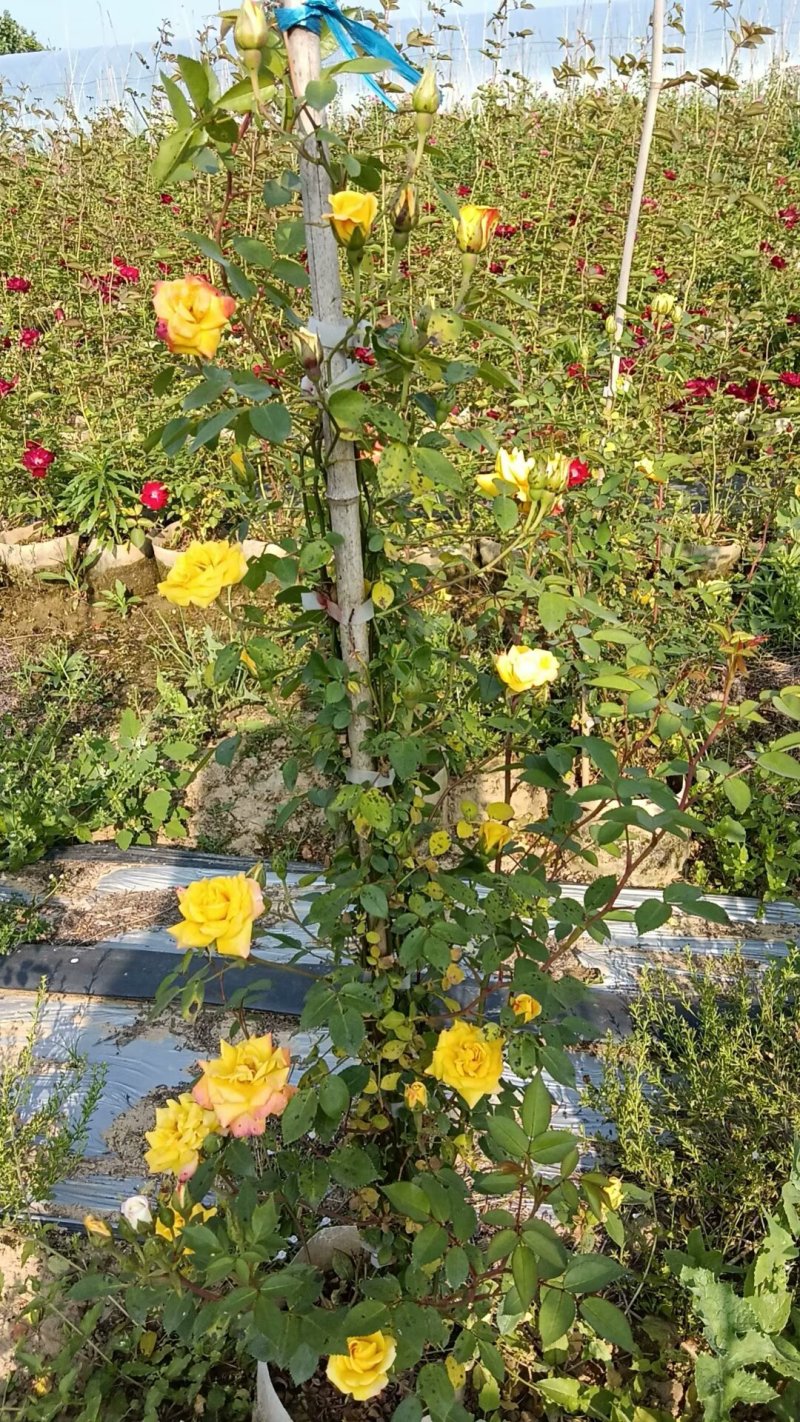 藤本月季，花色齐全！基地直发！全国发货
