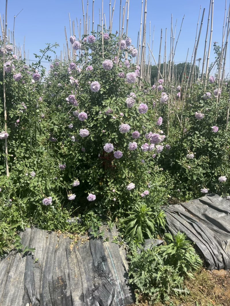 藤本月季，花色齐全！基地直发！全国发货