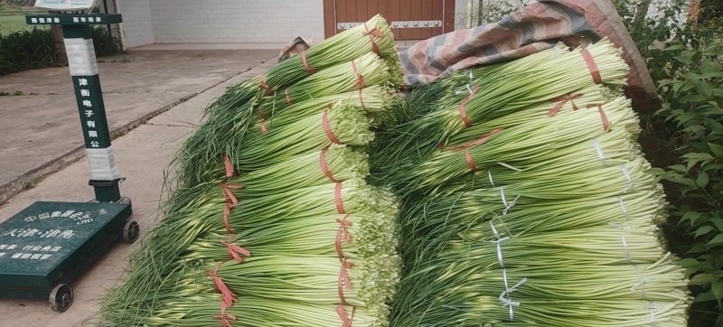 精品白帽蒜薹一手货源全国发货量大价优欢迎随时联系
