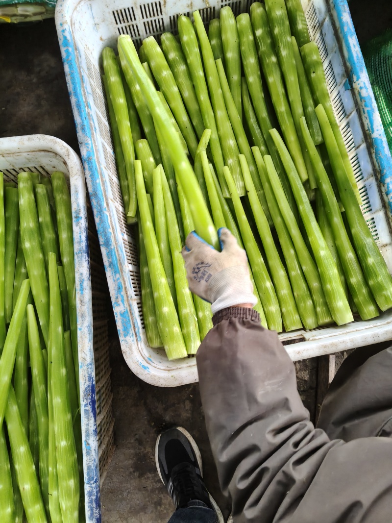 去皮莴笋肉工厂直发学校食堂餐饮配送公司常年供应