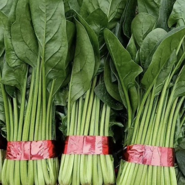 精品小叶菠菜（大中小）规格齐全
