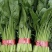 精品小叶菠菜（大中小）规格齐全