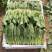 精品小叶菠菜（大中小）规格齐全