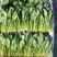 精品小叶菠菜（大中小）规格齐全