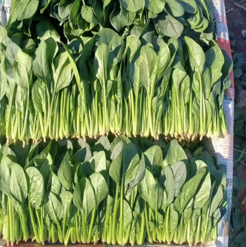 精品小叶菠菜（大中小）规格齐全