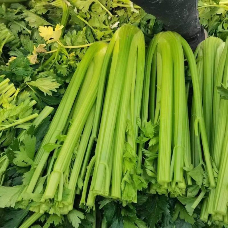 璐通北极星芹菜种子早熟丸粒化西芹种子纤维少叶柄黄绿光亮