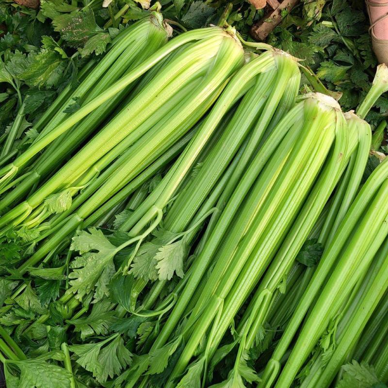 璐通北极星芹菜种子早熟丸粒化西芹种子纤维少叶柄黄绿光亮