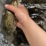 斑鳜