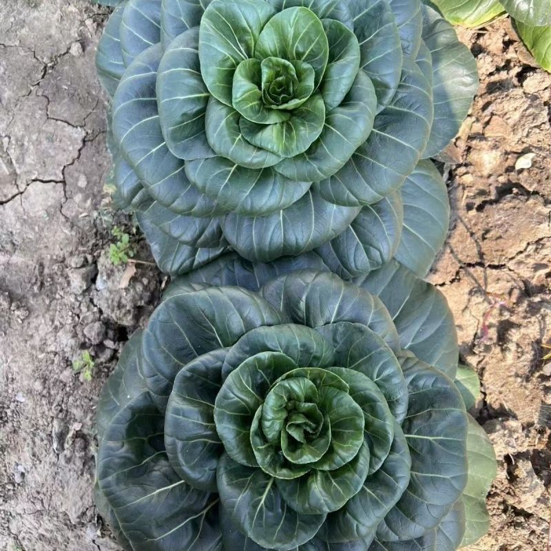 黑墩墩黑油亮大头束腰青菜种子叶片卵圆肥厚口感鲜甜有糯香