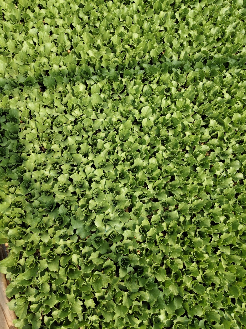 球生菜苗