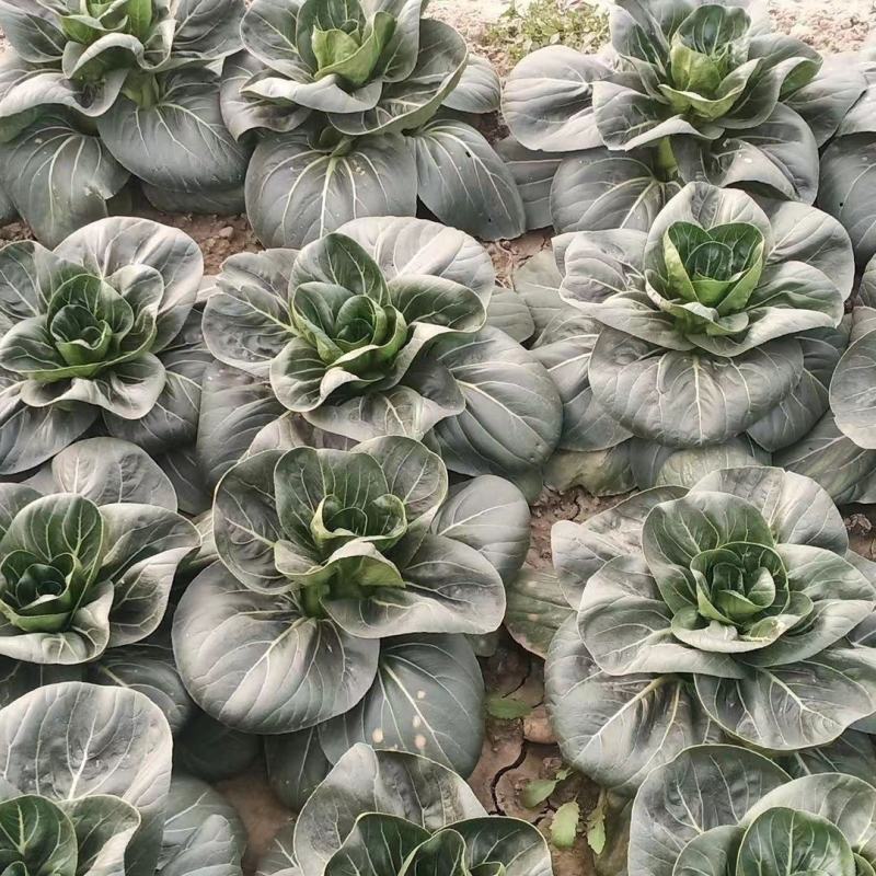 甜金刚黑油亮青梗菜种子叶色乌黑油亮肥厚有光泽大头束腰