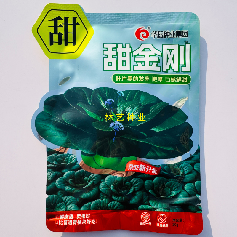 甜金刚黑油亮青梗菜种子叶色乌黑油亮肥厚有光泽大头束腰