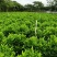 非洲茉莉20-180高，基地直销，7斤袋，10斤袋，白布袋