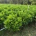 非洲茉莉20-180高，基地直销，7斤袋，10斤袋，白布袋