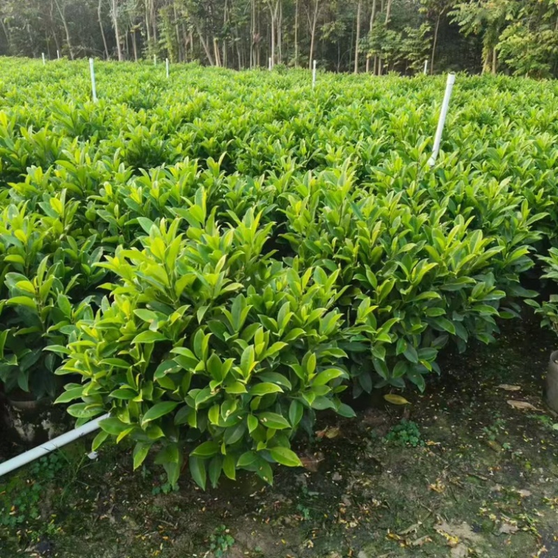 非洲茉莉20-180高，基地直销，7斤袋，10斤袋，白布袋