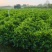 非洲茉莉20-180高，基地直销，7斤袋，10斤袋，白布袋