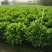非洲茉莉20-180高，基地直销，7斤袋，10斤袋，白布袋