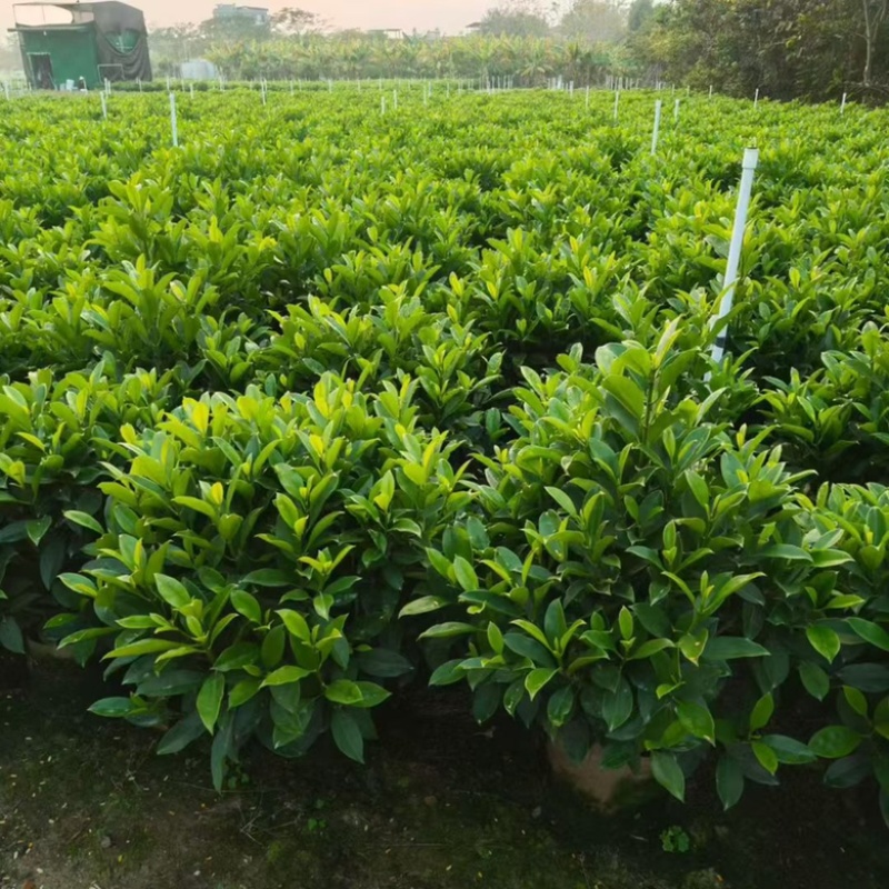 非洲茉莉20-180高，基地直销，7斤袋，10斤袋，白布袋