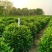 非洲茉莉20-180高，基地直销，7斤袋，10斤袋，白布袋