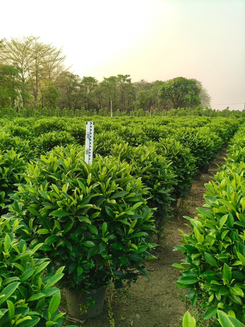 非洲茉莉20-180高，基地直销，7斤袋，10斤袋，白布袋