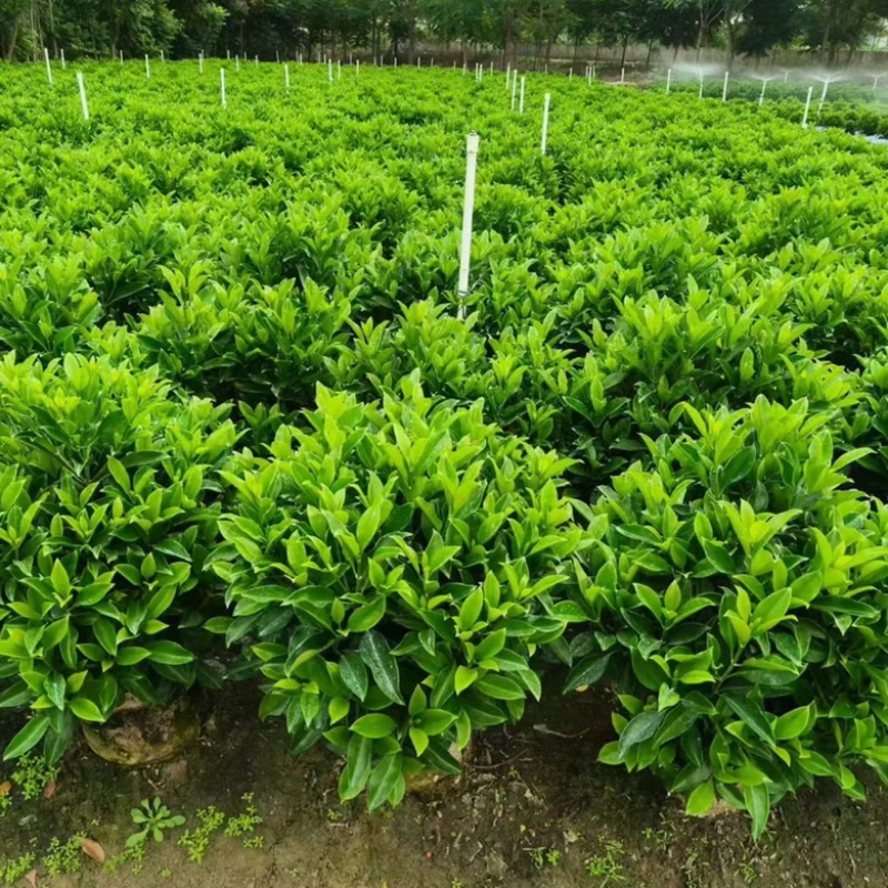 非洲茉莉20-180高，基地直销，7斤袋，10斤袋，白布袋