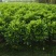 非洲茉莉20-180高，基地直销，7斤袋，10斤袋，白布袋