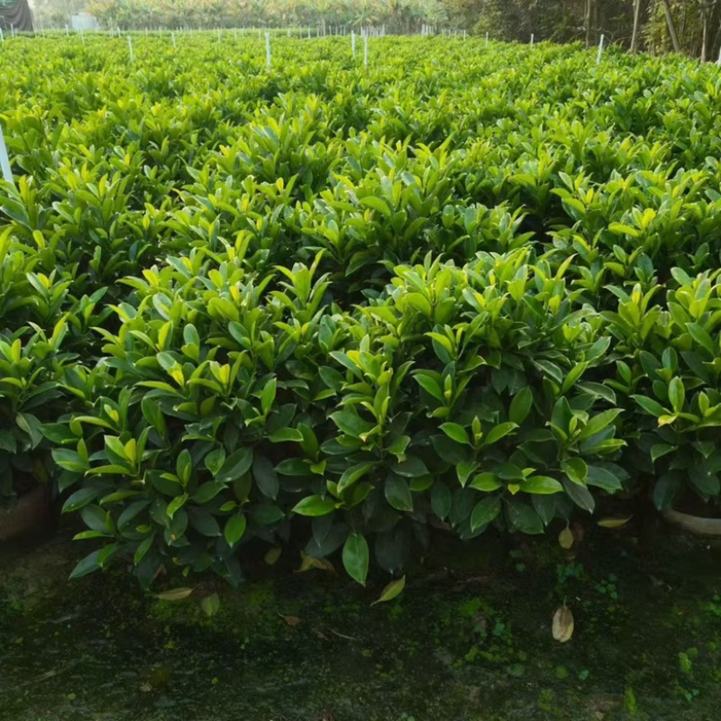 非洲茉莉20-180高，基地直销，7斤袋，10斤袋，白布袋
