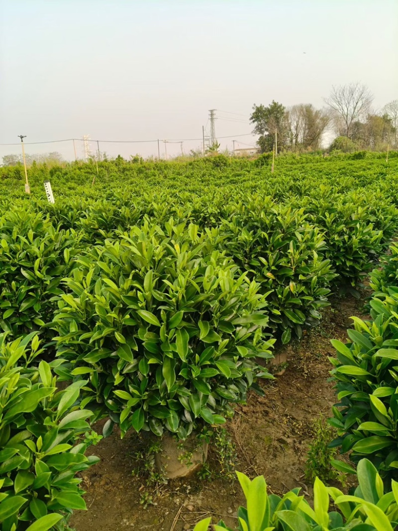 非洲茉莉20-180高，基地直销，7斤袋，10斤袋，白布袋