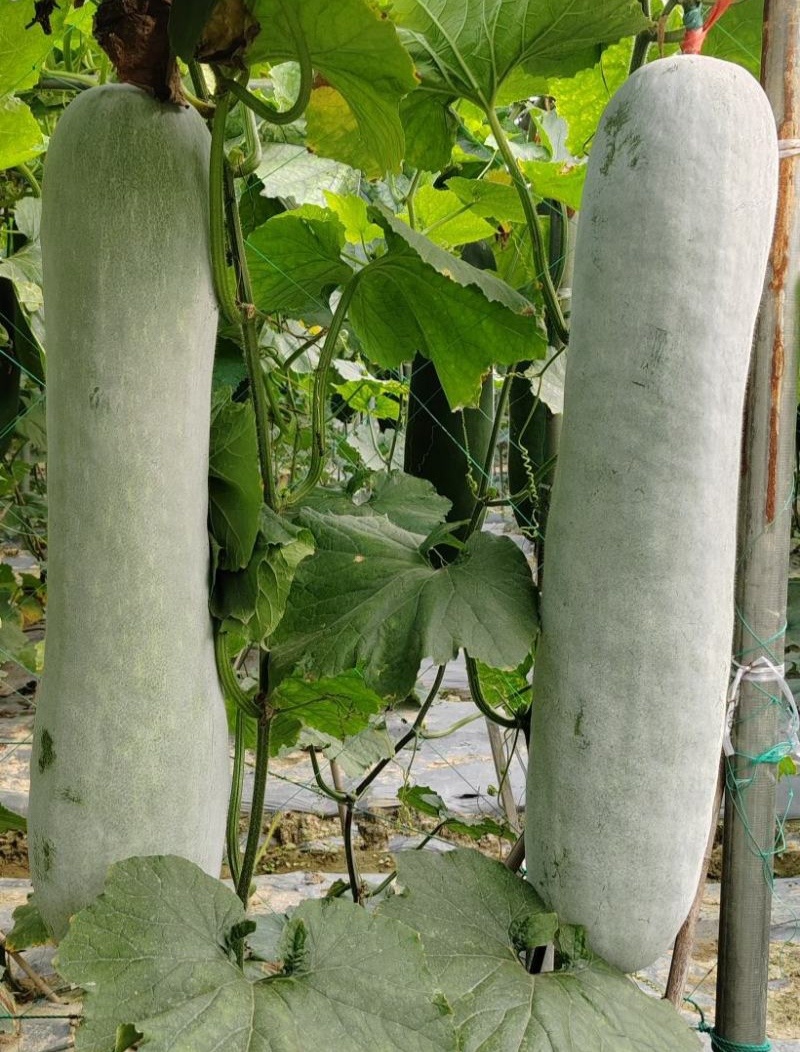 灰太郎粉皮杂交大冬瓜种子植株生长势强瓜腔小瓜肉致密紧实