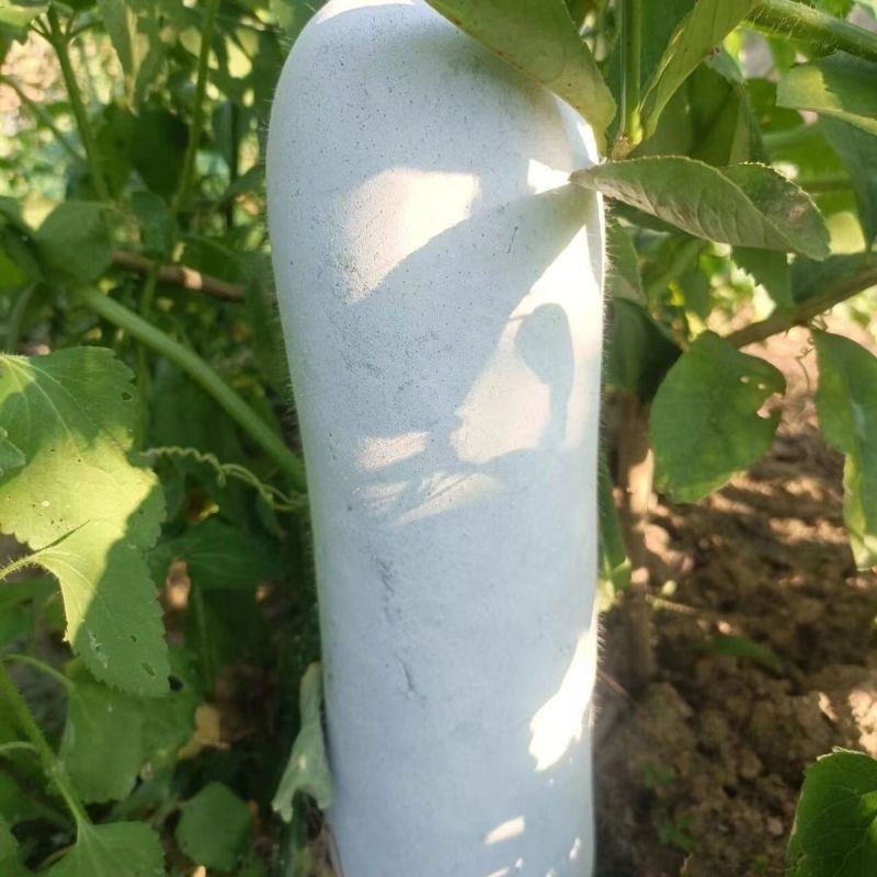 灰太郎粉皮杂交大冬瓜种子植株生长势强瓜腔小瓜肉致密紧实