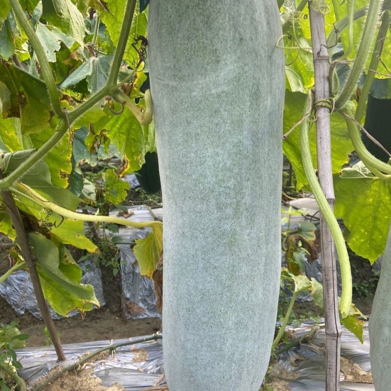 灰太郎粉皮杂交大冬瓜种子植株生长势强瓜腔小瓜肉致密紧实