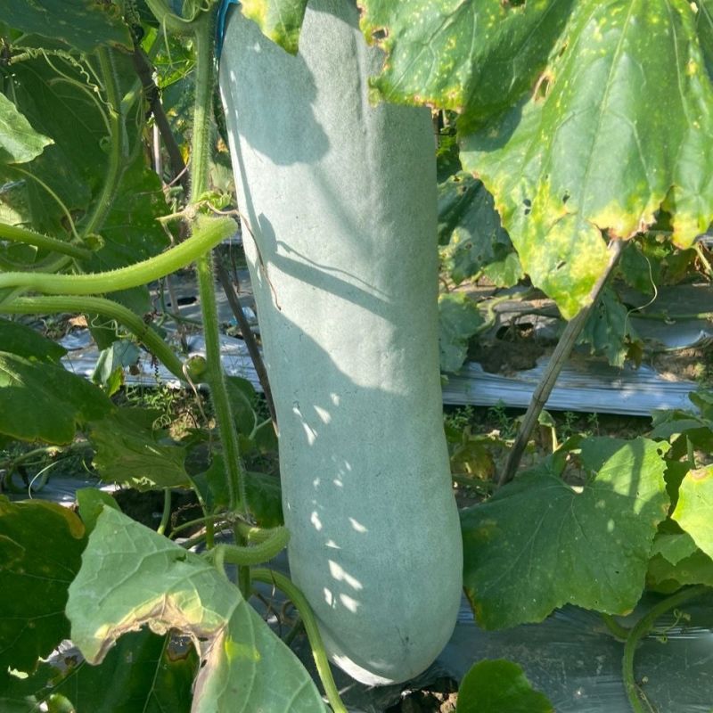 灰太郎粉皮杂交大冬瓜种子植株生长势强瓜腔小瓜肉致密紧实