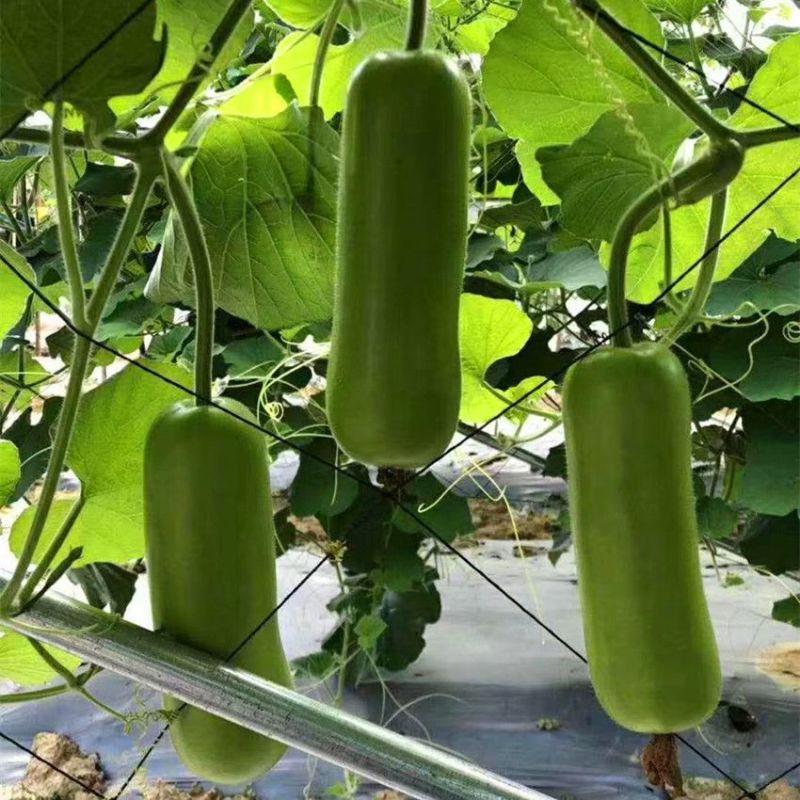 泰秀8号早熟杂交一代短棒蒲瓜种子瓜色油绿有光泽抗病高产