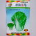 首指早熟5号一代交配大白菜种子早熟抗病速生净菜率高风味好