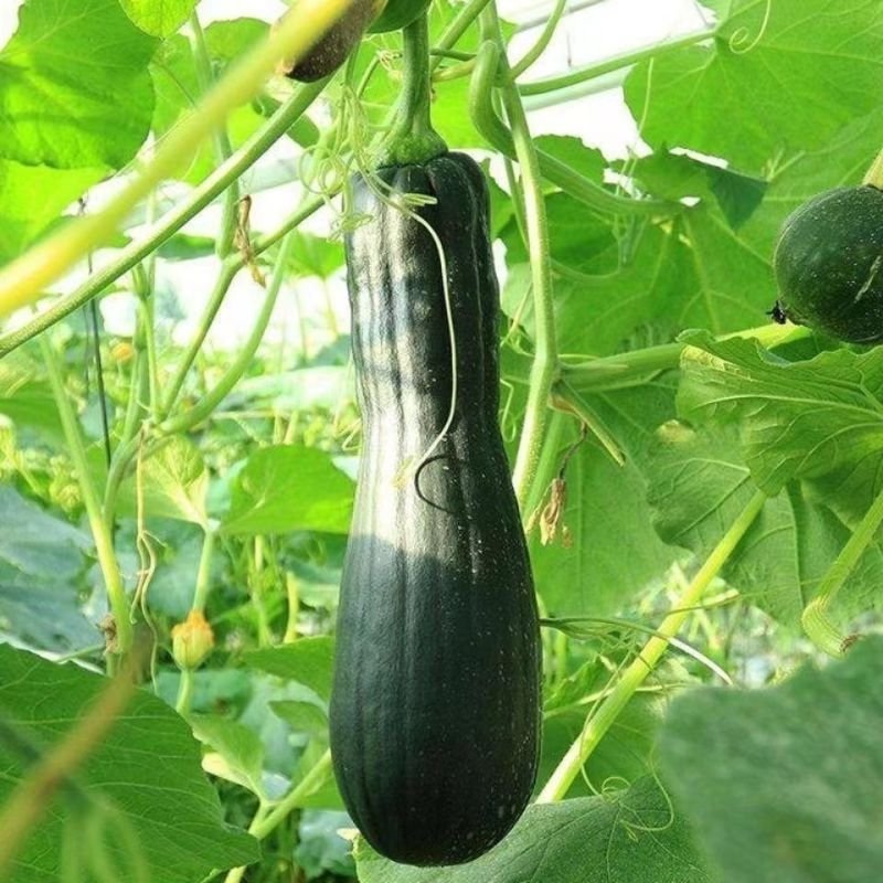 蜜早二号南瓜种子早熟嫩瓜墨绿色南瓜种子嫩瓜老瓜均可食用