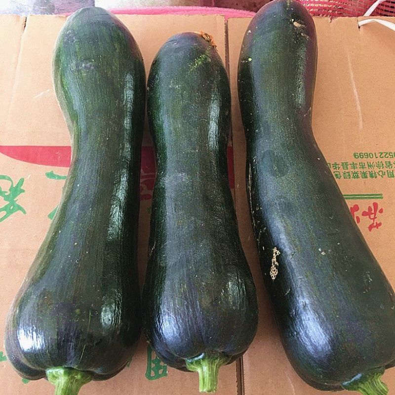 蜜早二号南瓜种子早熟嫩瓜墨绿色南瓜种子嫩瓜老瓜均可食用
