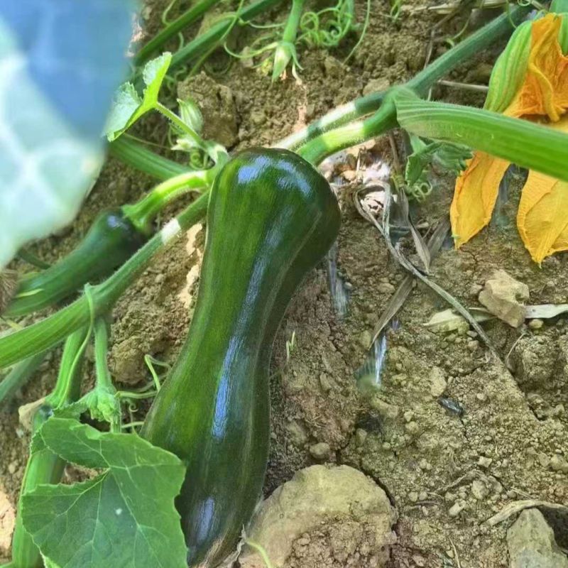 蜜早二号南瓜种子早熟嫩瓜墨绿色南瓜种子嫩瓜老瓜均可食用
