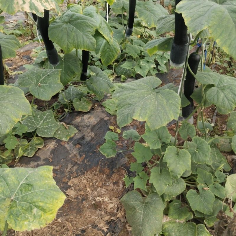 蜜早二号南瓜种子早熟嫩瓜墨绿色南瓜种子嫩瓜老瓜均可食用
