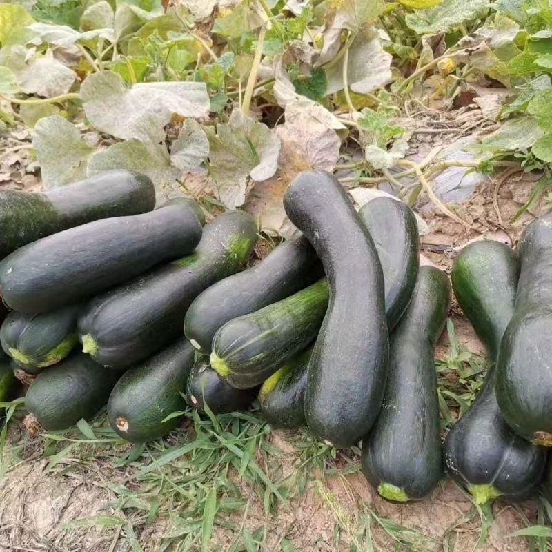 蜜早二号南瓜种子早熟嫩瓜墨绿色南瓜种子嫩瓜老瓜均可食用