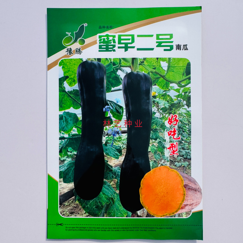 蜜早二号南瓜种子早熟嫩瓜墨绿色南瓜种子嫩瓜老瓜均可食用